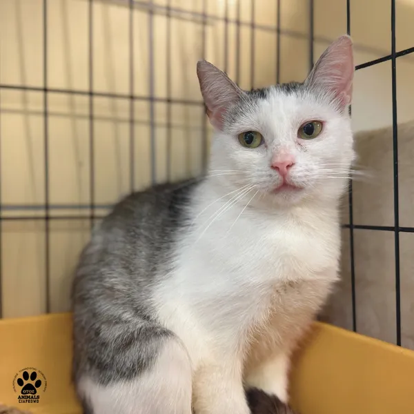 Kot do adopcji, Gdynia, 20 sierpnia 2025 (4/4)