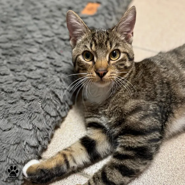 Kot do adopcji, Gdynia, 20 sierpnia 2025 (3/5)