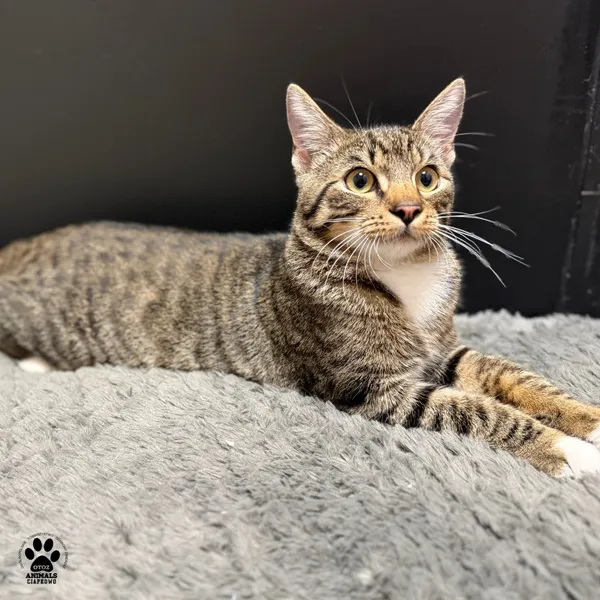 Kot do adopcji, Gdynia, 20 sierpnia 2025 (4/5)