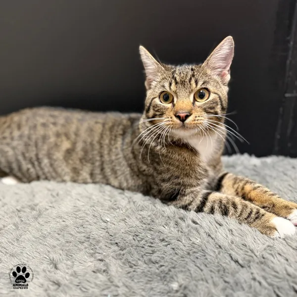 Kot do adopcji, Gdynia, 20 sierpnia 2025 (5/5)