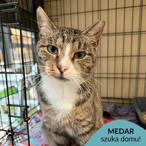 Kot do adopcji, Gdynia, 20 sierpnia 2025 (1/5)