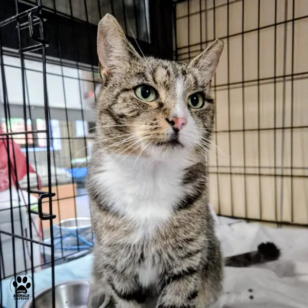 Kot do adopcji, Gdynia, 20 sierpnia 2025 (5/5)