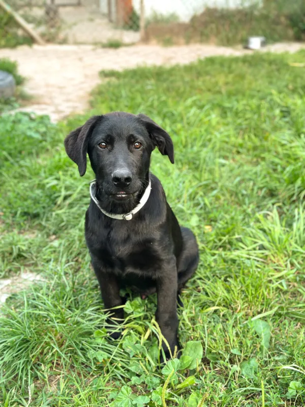 Pies do adopcji, Korabiewice, 20 sierpnia 2025 (3/5)