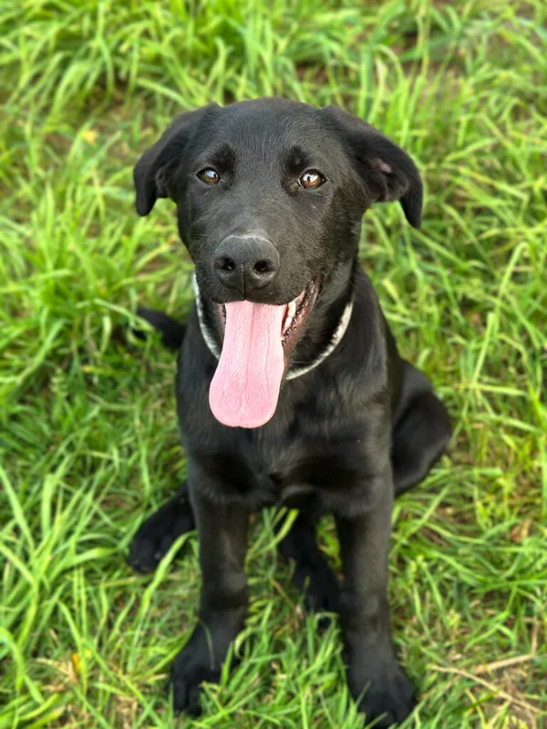 Pies do adopcji, Korabiewice, 20 sierpnia 2025 (4/5)