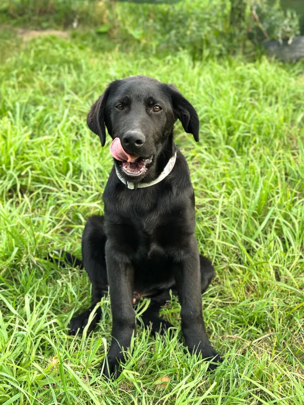 Pies do adopcji, Korabiewice, 20 sierpnia 2025 (5/5)