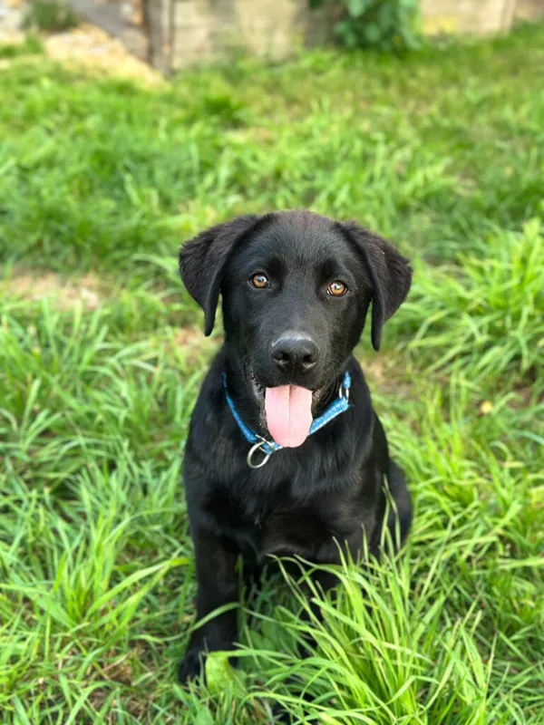 Pies do adopcji, Korabiewice, 20 sierpnia 2025 (2/5)