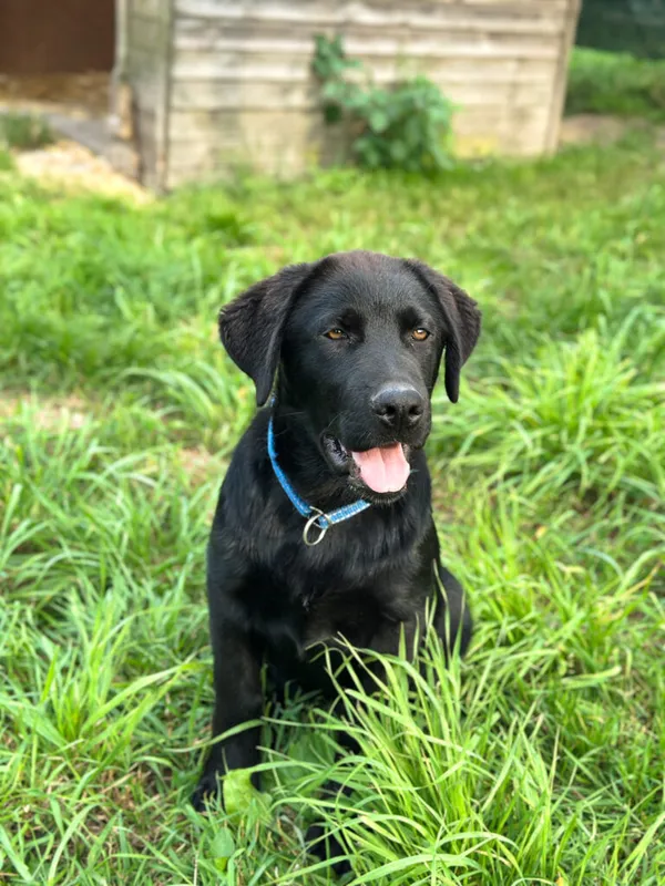 Pies do adopcji, Korabiewice, 20 sierpnia 2025 (3/5)