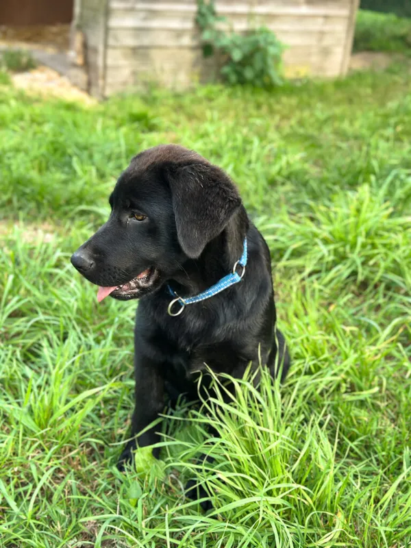 Pies do adopcji, Korabiewice, 20 sierpnia 2025 (4/5)