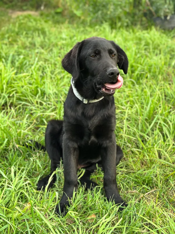 Pies do adopcji, Korabiewice, 20 sierpnia 2025 (5/5)