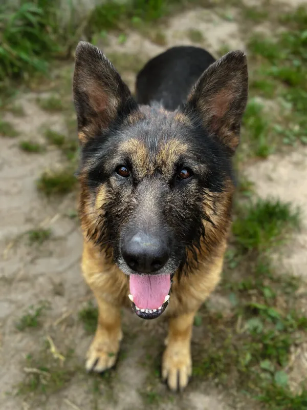 Pies do adopcji, Korabiewice, 20 sierpnia 2025 (1/5)