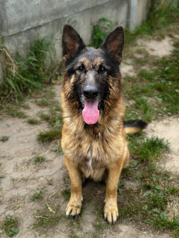 Pies do adopcji, Korabiewice, 20 sierpnia 2025 (2/5)