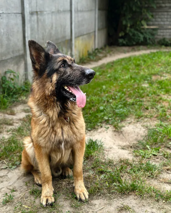 Pies do adopcji, Korabiewice, 20 sierpnia 2025 (3/5)