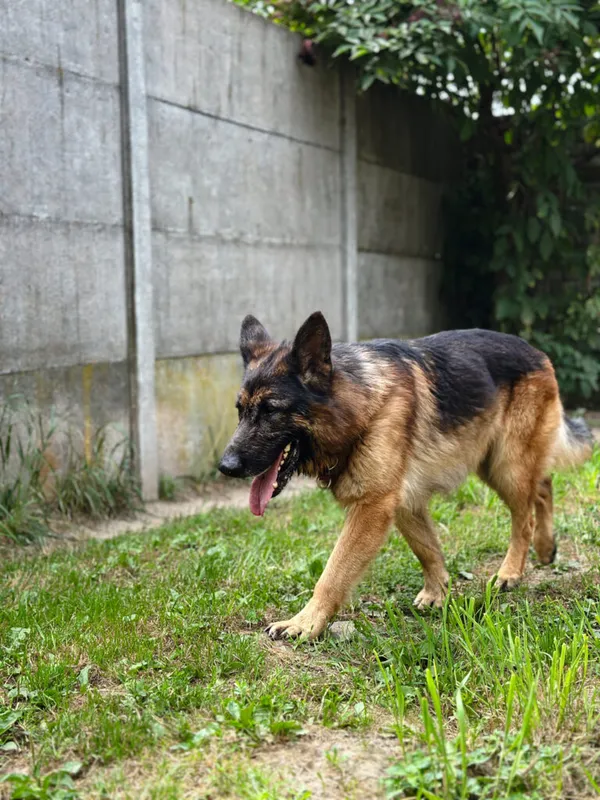 Pies do adopcji, Korabiewice, 20 sierpnia 2025 (5/5)