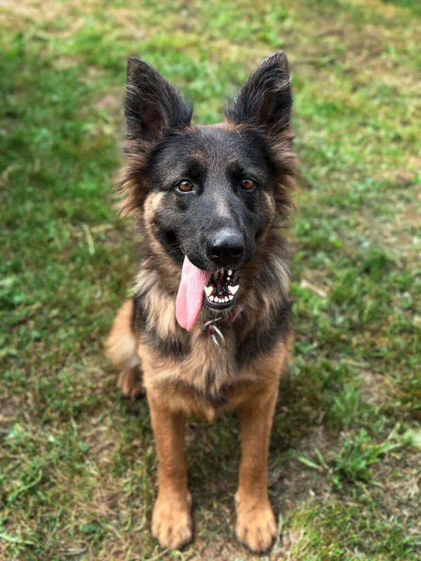 Pies do adopcji, Korabiewice, 20 sierpnia 2025 (3/5)