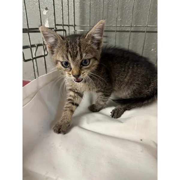 Znaleziono kota, Białystok, 7 lipca 2025