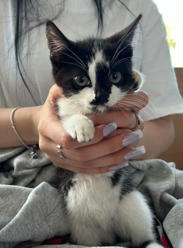 Znaleziono kota, Gdańsk, 20 sierpnia 2025