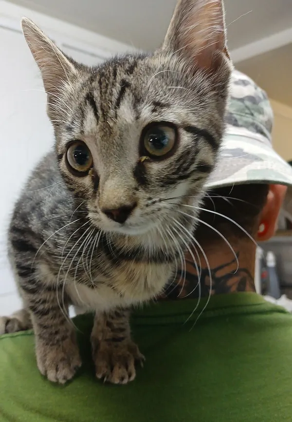 Znaleziono kota, Gdańsk, 16 sierpnia 2025