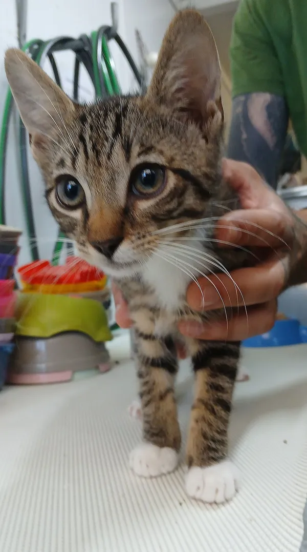 Znaleziono kota, Gdańsk, 16 sierpnia 2025