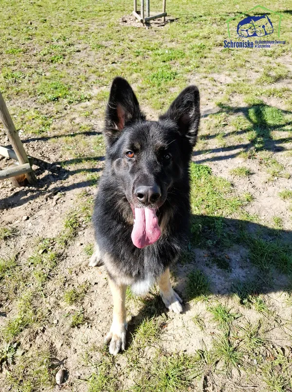 Znaleziono psa, Szczecin, 19 sierpnia 2025 (1/2)