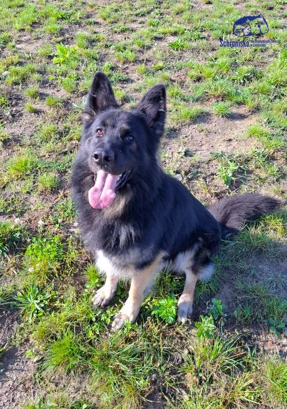 Znaleziono psa, Szczecin, 19 sierpnia 2025 (2/2)