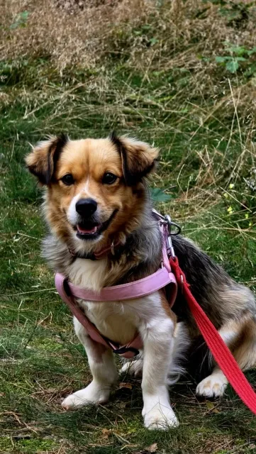 Pies do adopcji, Piła, 26 czerwca 2025 (3/5)