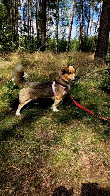 Pies do adopcji, Piła, 26 czerwca 2025 (4/5)