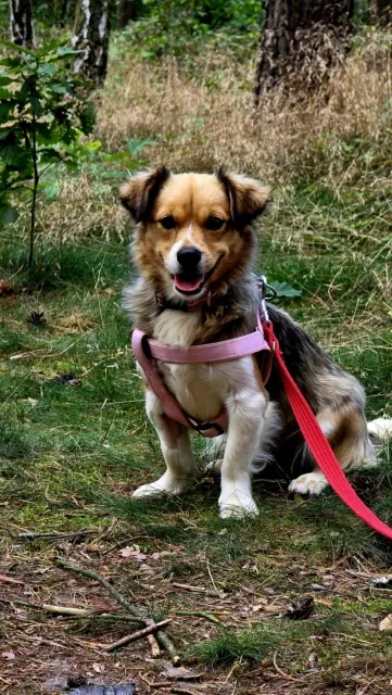 Pies do adopcji, Piła, 26 czerwca 2025 (5/5)