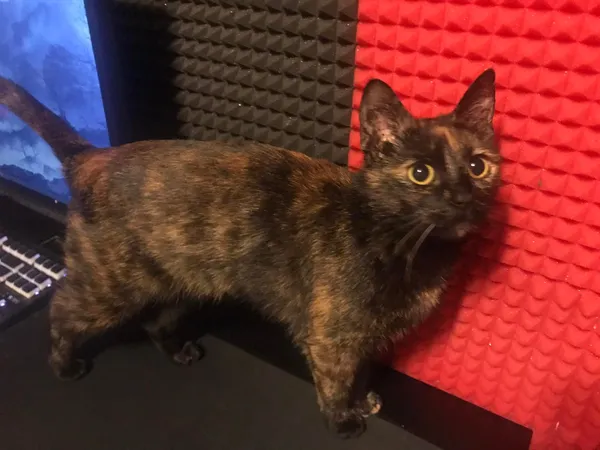 Zaginął kot, Sędziszów Małopolski, 21 sierpnia 2025