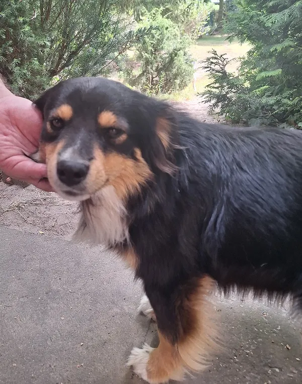 Znaleziono psa, Dąbrówka, 21 sierpnia 2025