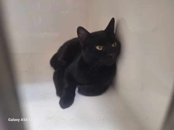 Kot do adopcji, Orzechowce, 21 sierpnia 2025 (3/5)