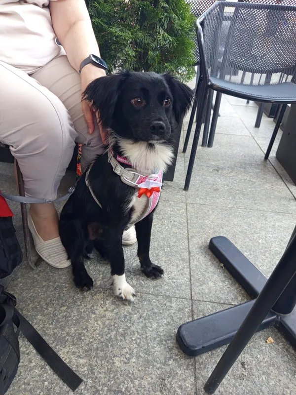 Zaginął pies, Ustronie Morskie, 21 sierpnia 2025