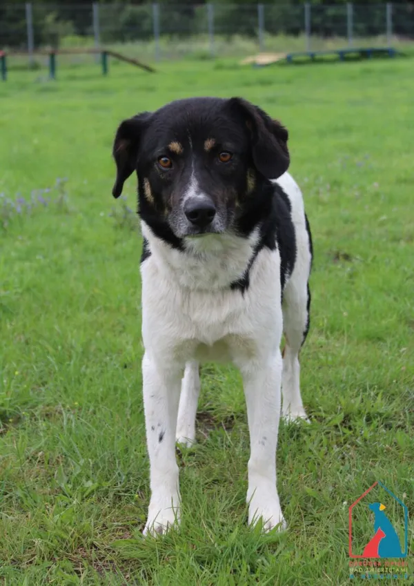 Pies do adopcji, Grudziądz, 28 lipca 2025