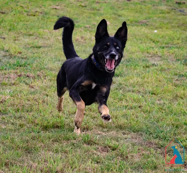 Pies do adopcji, Grudziądz, 28 lipca 2025 (2/5)