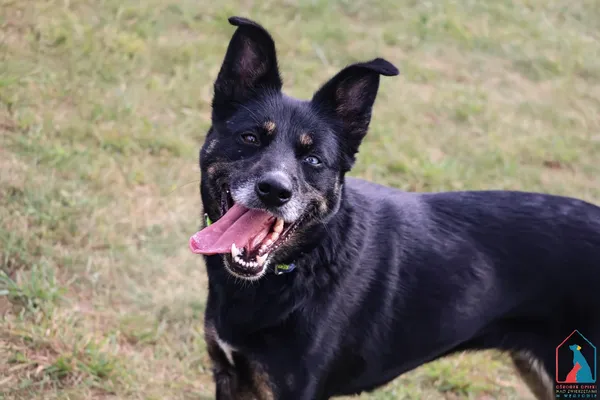 Pies do adopcji, Grudziądz, 28 lipca 2025 (5/5)