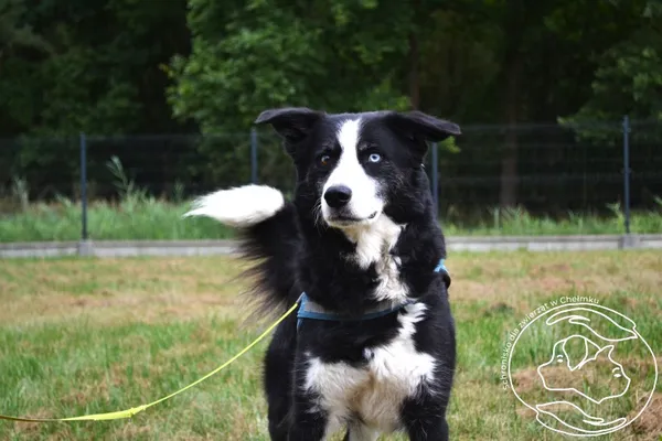 Pies do adopcji, Chełmek, 21 lipca 2025