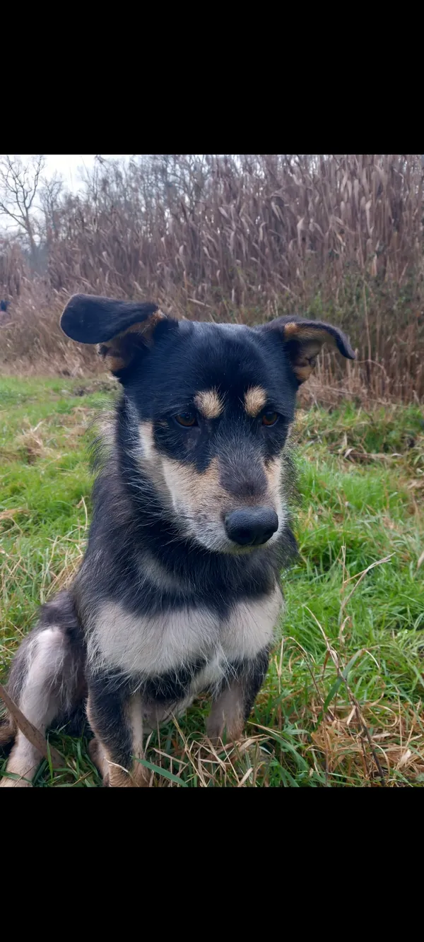 Zaginął pies, Gorzewko, 21 sierpnia 2025