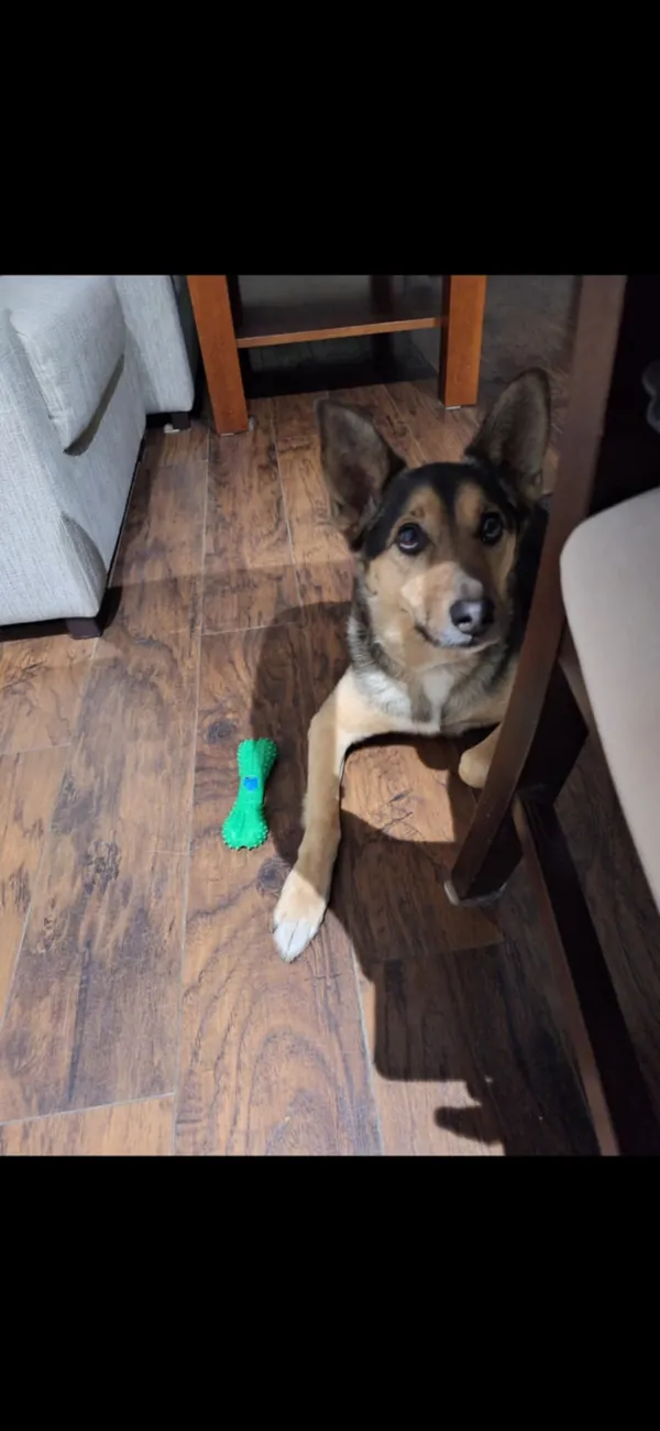 Zaginął pies, Kielce, Zalesie, 21 sierpnia 2025 (2/2)