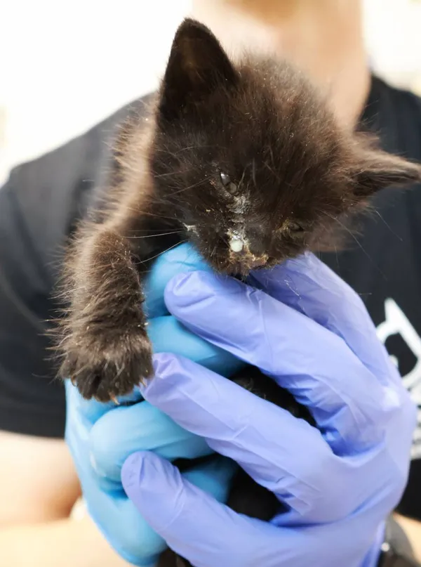 Znaleziono kota, Łódź, 21 sierpnia 2025