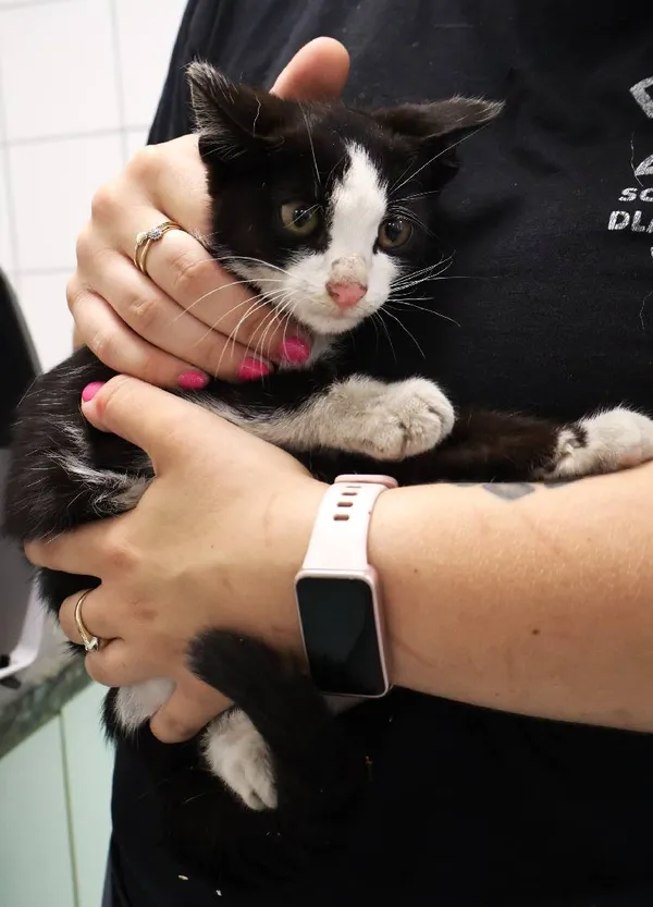 Znaleziono kota, Łódź, 20 sierpnia 2025 (3/5)