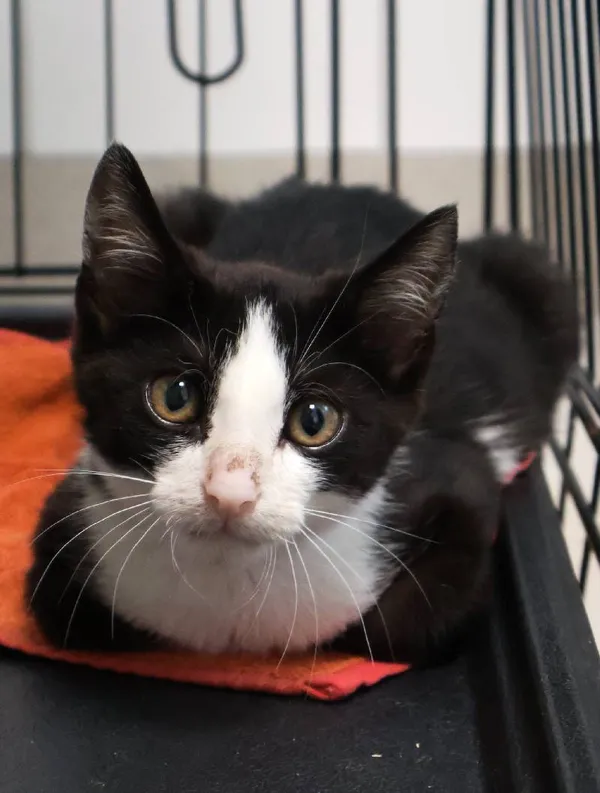 Znaleziono kota, Łódź, 20 sierpnia 2025 (4/5)