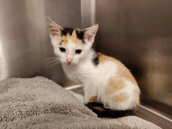 Kot do adopcji, Włocławek, 20 sierpnia 2025 (2/5)