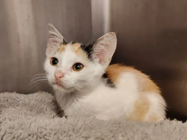 Kot do adopcji, Włocławek, 20 sierpnia 2025 (3/5)