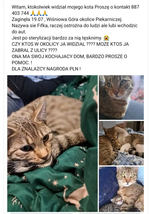 Zaginął kot, Łódź, 21 sierpnia 2025