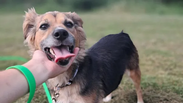 Znaleziono psa, Tatary, 29 lipca 2025 (1/4)