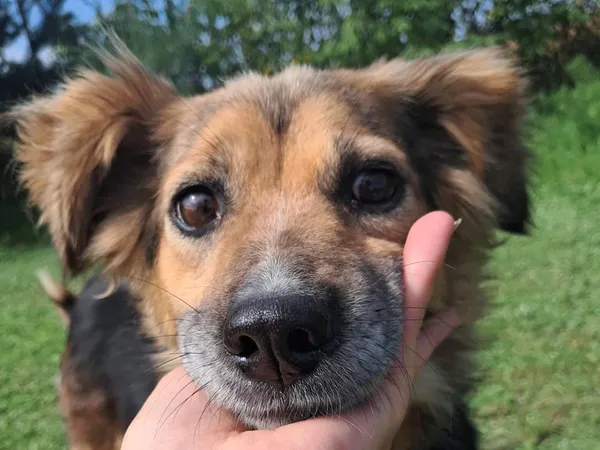 Znaleziono psa, Tatary, 29 lipca 2025 (2/4)