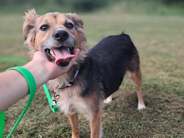 Znaleziono psa, Tatary, 29 lipca 2025 (3/4)