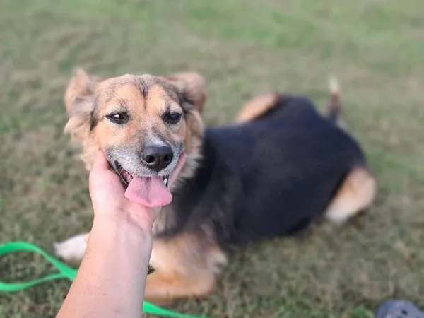 Znaleziono psa, Tatary, 29 lipca 2025 (4/4)