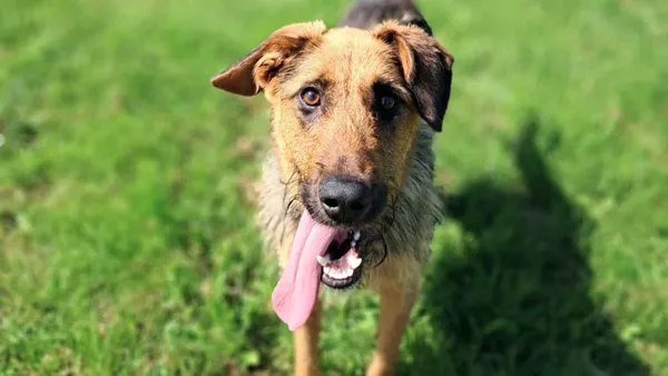 Znaleziono psa, Tatary, 16 czerwca 2025 (1/4)