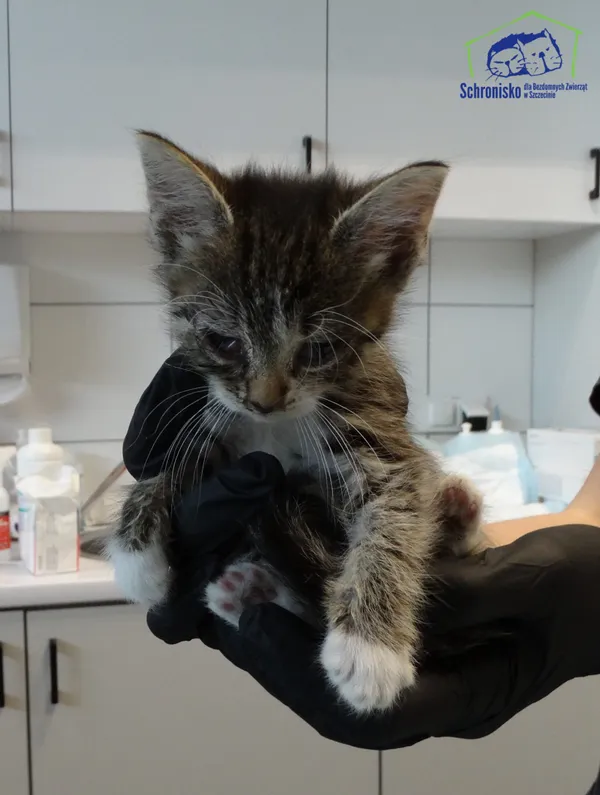 Kot do adopcji, Szczecin, 21 sierpnia 2025