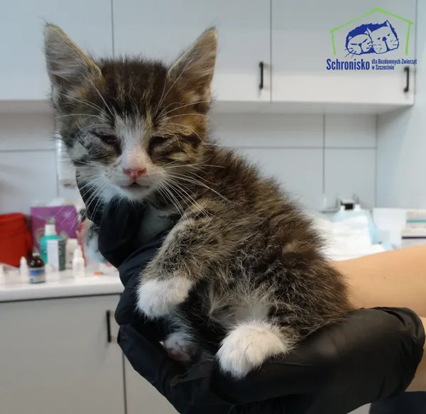 Kot do adopcji, Szczecin, 21 sierpnia 2025